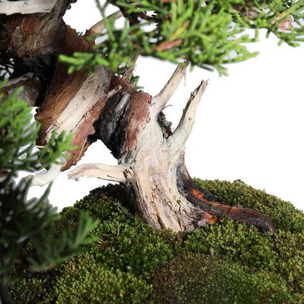真柏 -Japanese Juniper- (推定樹齢40年)-M0013- 詳細画像